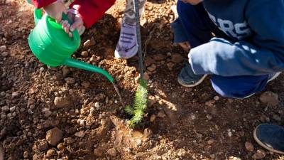 $!Argenta Cerámica celebra el Día del Árbol con la donación de 100 pinos a Vall d’Alba