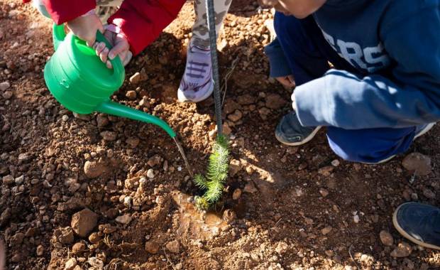 $!Argenta Cerámica celebra el Día del Árbol con la donación de 100 pinos a Vall d’Alba